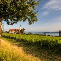 Radweg bei Birnau durch die Weinberge