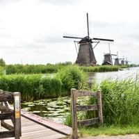 Traditionelle holländische Windmühlen in Kinderdijk spiegeln sich im Kanalwasser, mit Holzsteg und üppiger grüner Vegetation im Vordergrund.