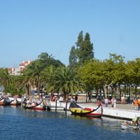 Bunte traditionelle Boote am Ufer von Aveiro mit Palmen, Gebäuden und Menschen auf der Promenade unter blauem Himmel.