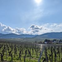 Vines near Eguisheim