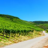 Mosel Weinberge