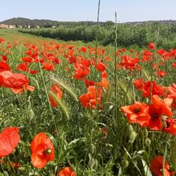 Leuchtend rote Mohnblumen blühen in einem grünen Feld mit Hügeln und Ackerland im Hintergrund unter klarem blauen Himmel.