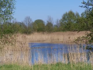 Ruhiger Teich im Havel-Feuchtgebiet mit Enten zwischen vertrockneten Schilfgräsern. Grünes Gras im Vordergrund, Bäume und blauer Himmel im Hintergrund.