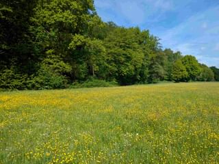 Green meadow dotted with yellow wildflowers stretches toward a tree line under blue sky in Hessen, Germany.
