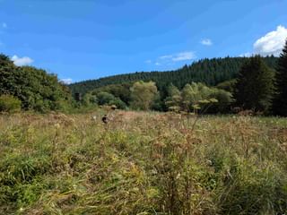 Offene Wiese mit Wildgräsern und Sträuchern in der Burgwald-Region. Dichter Wald bedeckt den Hang unter blauem Himmel mit weißen Wolken.