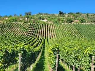 Vineyards between Nierstein and Eltville