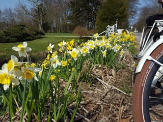 Daffodils and bicycle