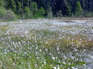 Wetland area covered with white cotton grass blooms stretching across brown moorland. Dense coniferous forest visible in the background.