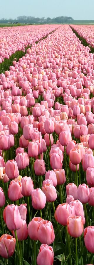Weites Feld mit rosa Tulpen in ordentlichen Reihen bis zum Horizont in Holland, mit grünen Graspfaden zwischen den Blumenbeeten.