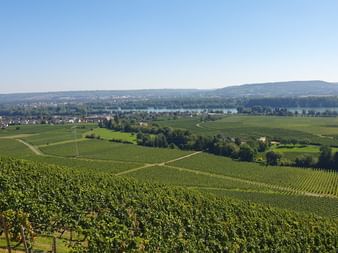 Rhein und Weinberge zwischen Eltville und Rüdesheim