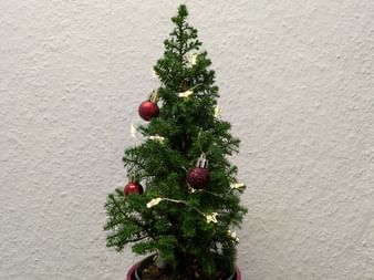 Small potted Christmas tree decorated with red baubles and warm white lights against a white textured wall.