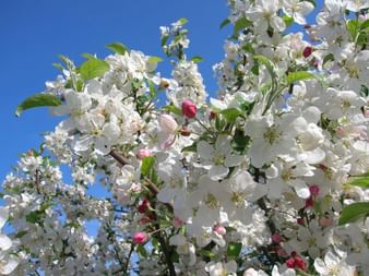 Apfelblüte