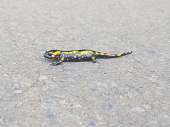 Black salamander with bright yellow spots crossing a gray asphalt road surface.
