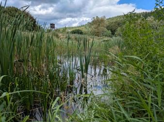 Natural pond in Burgwald surrounded by tall reeds and green vegetation. A wooden observation tower stands in the background under a cloudy sky.
