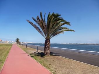 Große Palme mit ausgebreiteten Wedeln steht neben einer Küstenstraße an der Costa Nova. Roter Radweg verläuft parallel zur Straße mit blauem Meer.