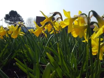 Bright yellow daffodils in full bloom with green foliage in foreground, trees and sky visible in background on sunny spring day.