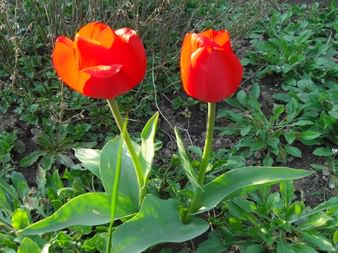Rote Tulpen