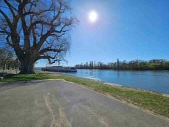 Paved path along a river with a large bare tree in foreground. White passenger boat on water, blue sky with sun, distant trees on horizon.