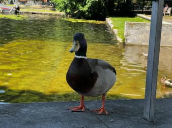 Schwarz-weiße Ente mit orangen Füßen steht auf einem Holzsteg neben einem Teich mit grünem Wasser und üppiger Vegetation im Hintergrund.