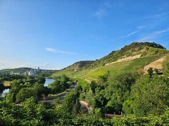 Terrassierter Weinberg am Kallmuth bei Homburg mit Main im Tal, grünen Hängen und Stadtgebäuden in der Ferne unter blauem Himmel.