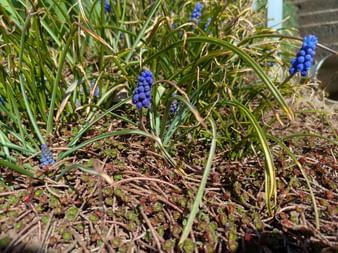 Several blue grape hyacinth flowers growing among green grass and dried plant material in a garden bed with soil visible.