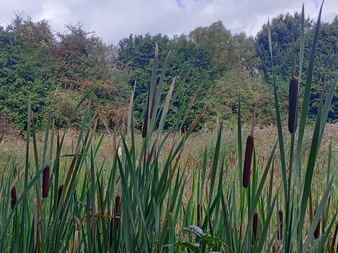 Dense cattails with brown seedheads in foreground of wetland area. Tall grasses and trees visible in background under cloudy sky.