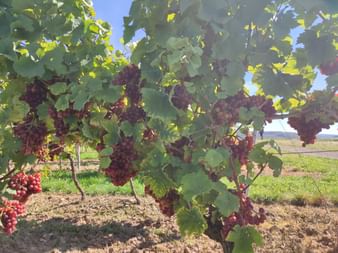 Weinreben mit Trauben reifer roter Trauben zwischen grünen Blättern. Reihen von Reben sind in einem sonnigen Weinberg mit blauem Himmel sichtbar.