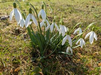 Cluster of white snowdrops with drooping bell-shaped flowers and green stems growing in grass and moss on the ground.