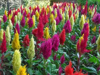Bunte Blumen