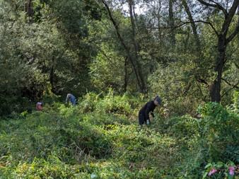 Group of volunteers clearing vegetation in Burgwald forest. Several people work among dense bushes and trees in a conservation effort.