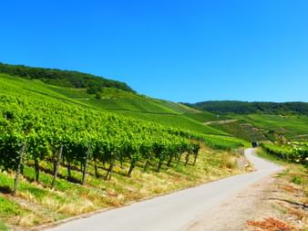Asphaltierter Radweg schlängelt sich durch terrassierte Mosel-Weinberge auf grünen Hügeln unter blauem Himmel.