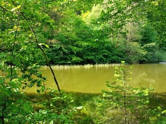 A calm pond with greenish water surrounded by dense forest vegetation. Sunlight filters through the tree canopy in Hessen.
