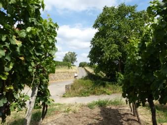Paved cycle path winding through green vineyard rows in the Palatinate region, with stone retaining walls and trees under a cloudy sky.