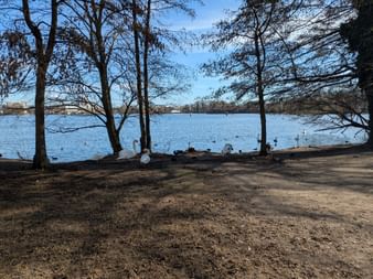 Seeufer in Spandau mit kahlen Bäumen vor blauem Wasser. Weiße Schwäne und Enten ruhen am Ufer unter klarem Frühlingshimmel.