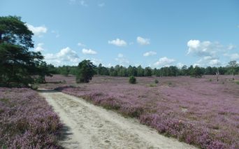 Schwindebecker_Heide_14