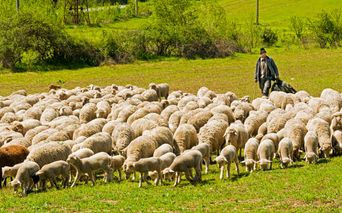 Shepherd with flock of sheep in Romania