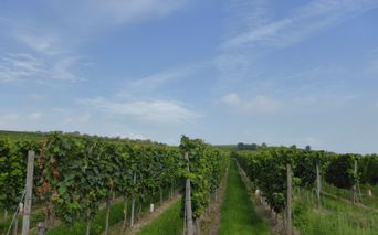 Palatinate-Vineyards