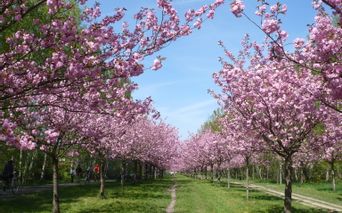 Kirschbaumallee auf dem Mauerradweg