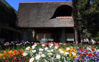 losonetulipani