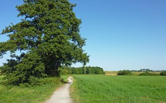 Bike path near Pättkes