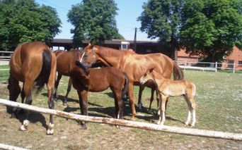Horses in the Masuria