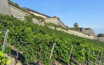 Würzburg vineyards