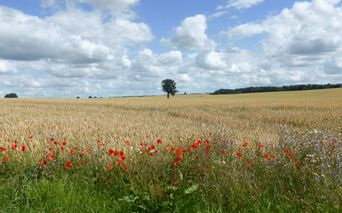 Field with poppies on the edge of the path