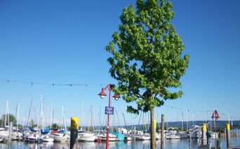 Seeufer in Konstanz
