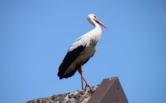 Stork on the roof