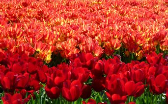 Tulpen auf der Südroute in Holland
