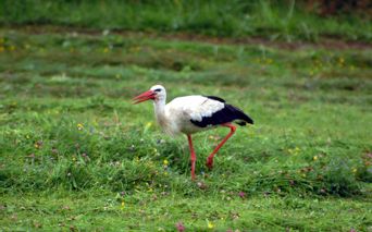 Stork in Spreewald
