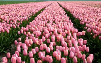 Tulpenfelder Hollands