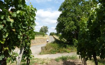 Palatinate-cycle-path-through-vineyards