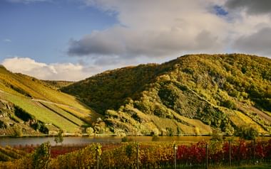 Terraced vineyards on steep hillsides along the Mosel River near Wintrich, with autumn-colored vines in the foreground and forested slopes.